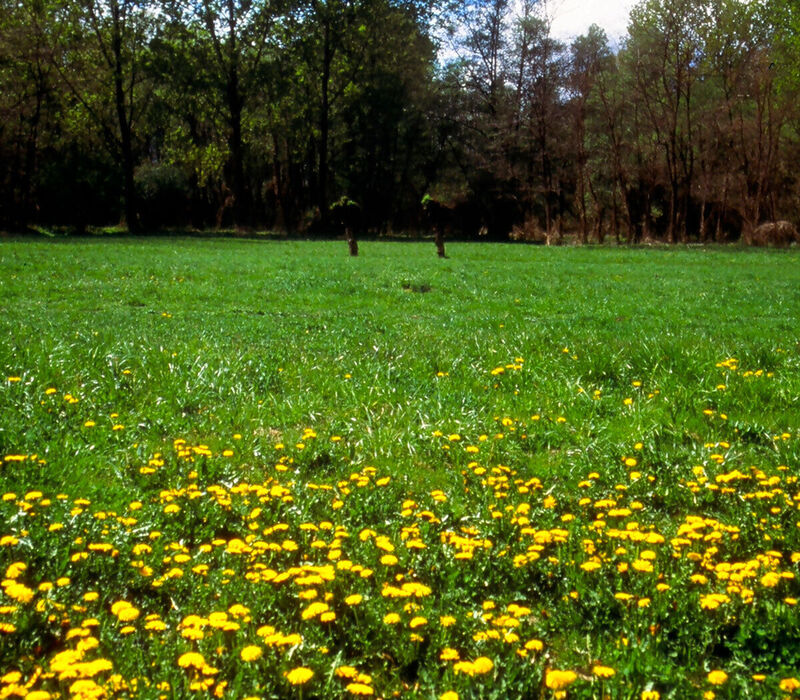 I prati da fieno e le coltivazioni